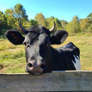 Meet your Posher, Dawn